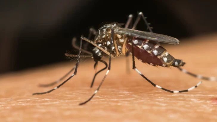 Dengue: Brasil superó el millón de contagios