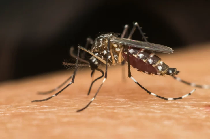 Dengue: Brasil superó el millón de contagios