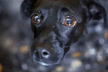 Protectora Sarmiento: el refugio que quedó bajo agua y los perros necesitan adoptantes