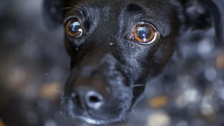 Protectora Sarmiento: el refugio que quedó bajo agua y los perros necesitan adoptantes