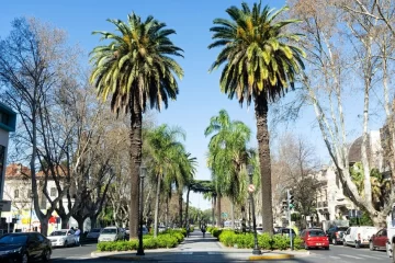 La Escuela de Jardinería dictará un taller sobre palmeras ornamentales