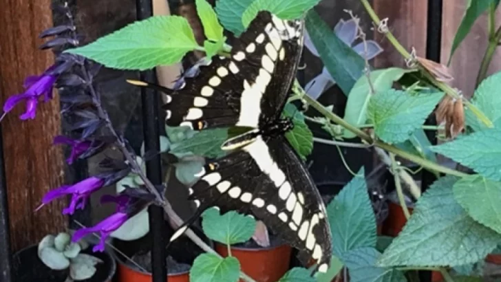 La Escuela Municipal de Jardinería dictará un taller de mariposas con plantas nativas