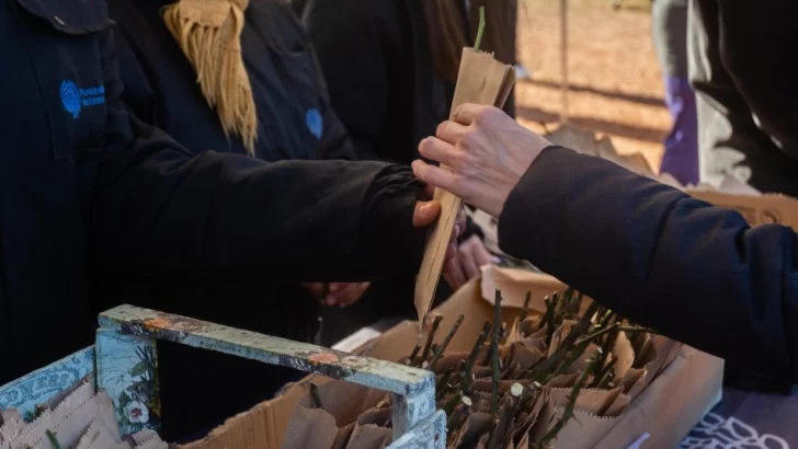 Se entregarán esquejes de rosas en el parque de la Independencia