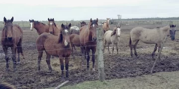 Una ONG pide ayuda para poder seguir rescatando caballos maltratados