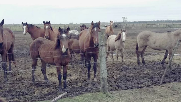 Una ONG pide ayuda para poder seguir rescatando caballos maltratados