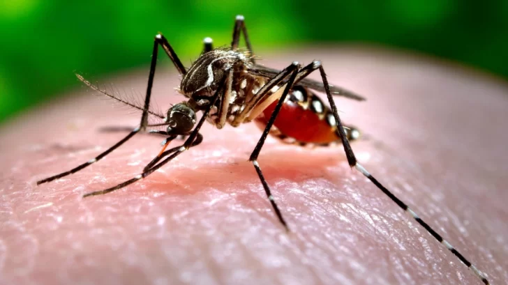 Objetivo Dengue: detectan presencia del mosquito Aedes Aegypti, vector de la enfermedad, y piden extremar prevención