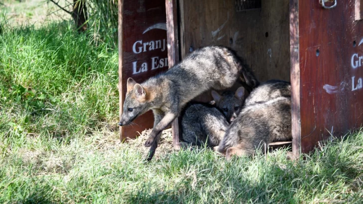 Biodiversidad: Provincia ya realizó 1.400 rescates de animales