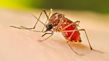 Por la baja en los casos de dengue Rosario salió de la “fase de brote”