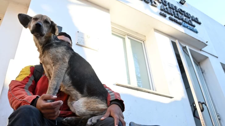 Comenzaron a construir el Hospital Animal Rosario en el predio del Imusa
