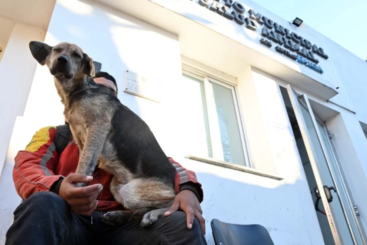 Comenzaron a construir el Hospital Animal Rosario en el predio del Imusa