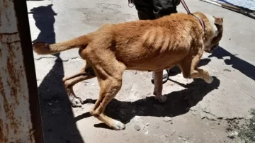 Multaron con $500.000 al propietario de un perro por tenerlo en pésimas condiciones