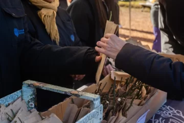 El Rosedal en casa: entregarán esquejes en el parque de la Independencia