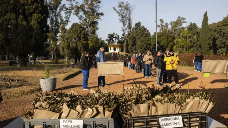 El sábado habrá una nueva entrega de esquejes de rosas en el parque de la Independencia
