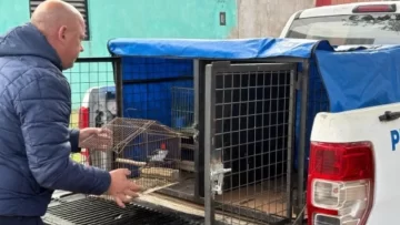 En peligro de extinción: agentes municipales rescataron 19 aves silvestres