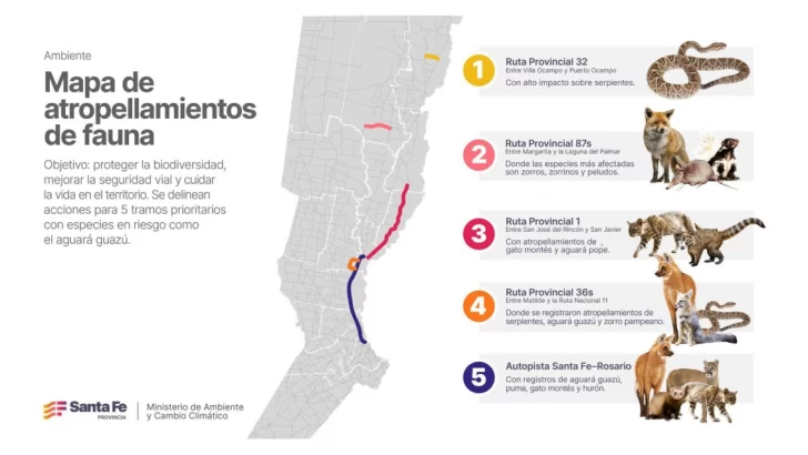 La Provincia presentó un mapa de las rutas con mayor atropellamiento de fauna silvestre