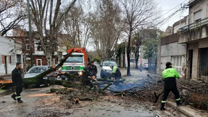 Unas cien cuadrillas municipales trabajan para normalizar los efectos de la tormenta en toda la ciudad