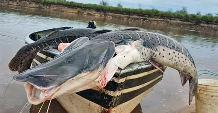 Comienza la veda de la pesca del surubí en Santa Fe por dos meses