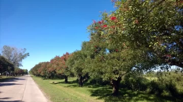 Avanza el proyecto para plantar un millón de árboles en diez años en la Provincia