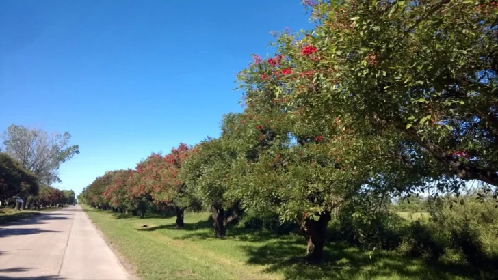 Avanza el proyecto para plantar un millón de árboles en diez años en la Provincia