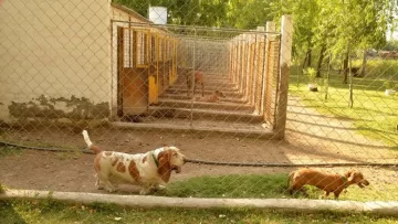 El Concejo reformula la regulación de las guarderías para perros y gatos