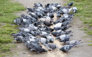 La Legislatura provincial a un paso de declarar “plaga” a las palomas