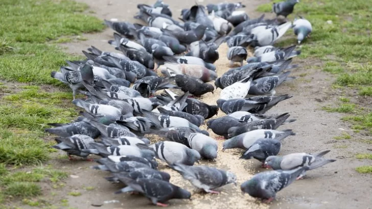 La Legislatura provincial a un paso de declarar “plaga” a las palomas