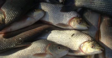 Santa Fe suspendió por un año la exportación de pescado capturado en sus ríos