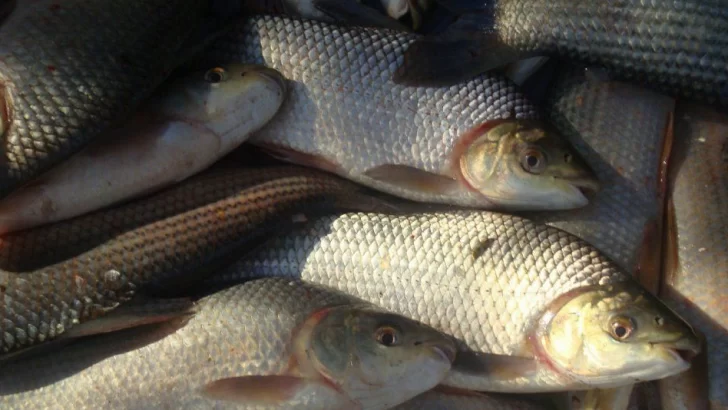 Santa Fe suspendió por un año la exportación de pescado capturado en sus ríos