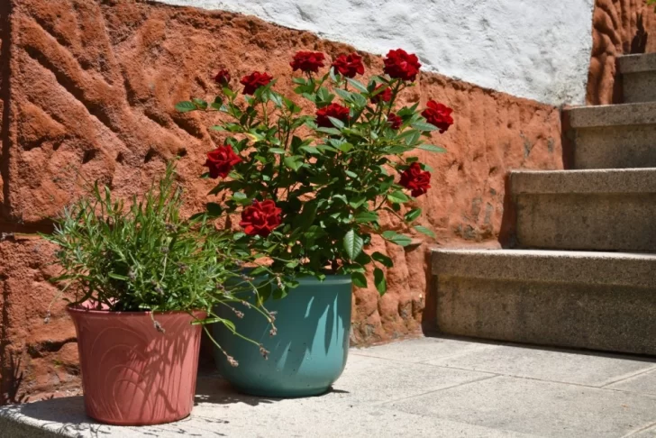 Dictarán nuevos talleres en la Escuela Municipal de Jardinería durante febrero Dictarán nuevos talleres en la Escuela Municipal de Jardinería durante febrero
