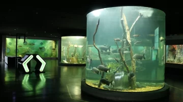 El Acuario Rosario festeja su 8vo aniversario con shows y entrada gratis El Acuario Rosario festeja su 8vo aniversario con shows y entrada gratis