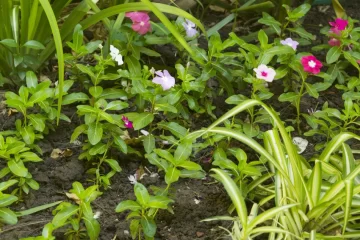 La Escuela de Jardinería dicta nuevos talleres gratuitos: de qué trata cada uno La Escuela de Jardinería dicta nuevos talleres gratuitos: de qué trata cada uno