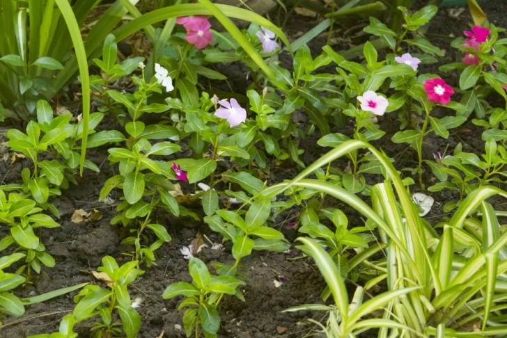 La Escuela de Jardinería dicta nuevos talleres gratuitos: de qué trata cada uno La Escuela de Jardinería dicta nuevos talleres gratuitos: de qué trata cada uno