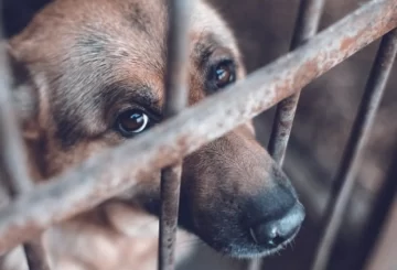 Frente a un caso de maltrato la justicia reconoce como “seres sintientes” a los animales Frente a un caso de maltrato la justicia reconoce como “seres sintientes” a los animales