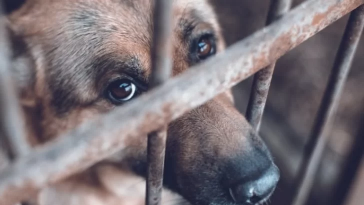 Frente a un caso de maltrato la justicia reconoce como “seres sintientes” a los animales Frente a un caso de maltrato la justicia reconoce como “seres sintientes” a los animales