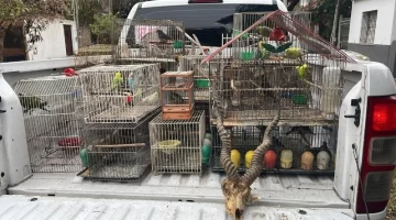 Dos detenidos: vendían fauna silvestre por redes sociales y la enviaban por encomiendas Dos detenidos: vendían fauna silvestre por redes sociales y la enviaban por encomiendas