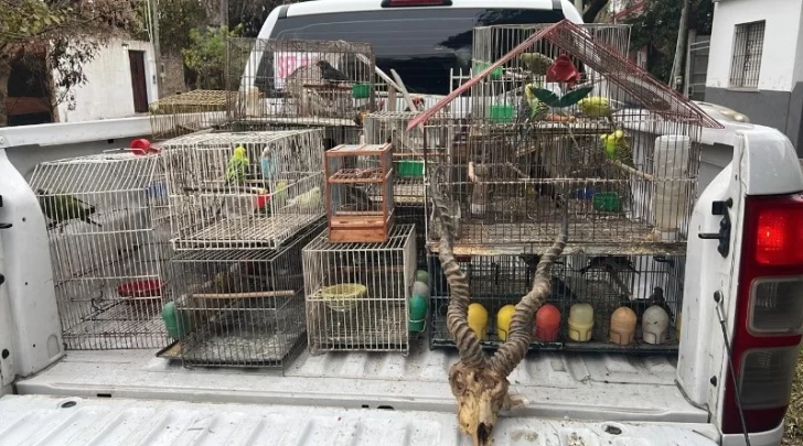 Dos detenidos: vendían fauna silvestre por redes sociales y la enviaban por encomiendas Dos detenidos: vendían fauna silvestre por redes sociales y la enviaban por encomiendas