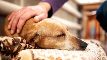 Argentina tiene la primera provincia en regular el cannabis medicinal veterinario Argentina tiene la primera provincia en regular el cannabis medicinal veterinario