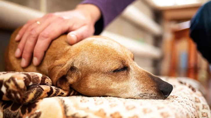 Argentina tiene la primera provincia en regular el cannabis medicinal veterinario Argentina tiene la primera provincia en regular el cannabis medicinal veterinario