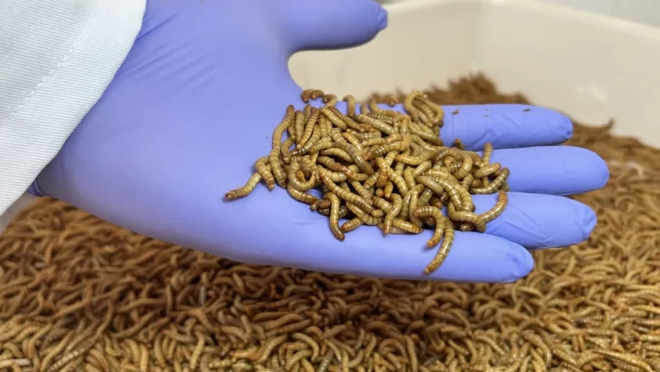 De Rafaela al mundo: transforman gusanos en alimento animal premium y en fertilizante De Rafaela al mundo: transforman gusanos en alimento animal premium y en fertilizante