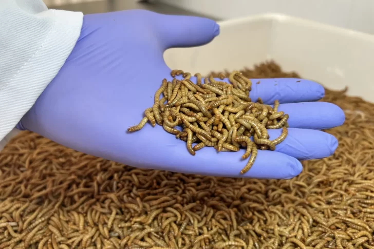De Rafaela al mundo: transforman gusanos en alimento animal premium y en fertilizante De Rafaela al mundo: transforman gusanos en alimento animal premium y en fertilizante