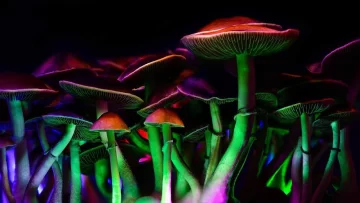 “Puerta al inconsciente”: la psiquiatría explica el uso de hongos psicoactivos en tratamientos “Puerta al inconsciente”: la psiquiatría explica el uso de hongos psicoactivos en tratamientos