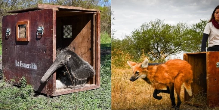 Liberaron un oso hormiguero gigante y un aguará guazú rescatados del cautiverio Liberaron un oso hormiguero gigante y un aguará guazú rescatados del cautiverio
