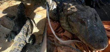Sorpresa y media: un yacaré de más de 2 metros apareció en la planta de Cargill de VGG Sorpresa y media: un yacaré de más de 2 metros apareció en la planta de Cargill de VGG